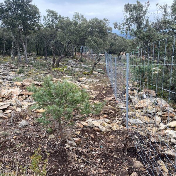 Clôture Maille progressive sur îquet Té Galva 3